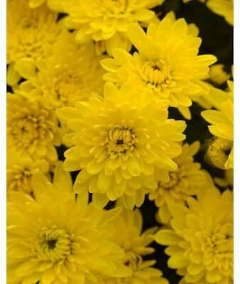 Radha Krishna Agriculture Imported Chrysanthemum Yellow F1 Hybrid Flower Seeds For Home Gardening/ Seed(60 per packet)