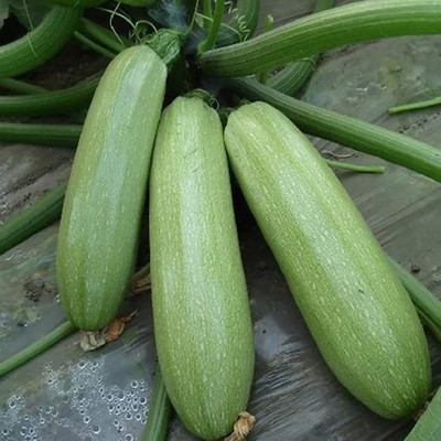 CYBEXIS Garden Courtyard Farm Planting Zucchini Seeds400 Seeds Seed(400 per packet)