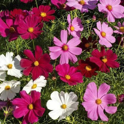 Greenfall Cosmos Mixed Color Seeds - Premium 30 Seeds Seed(30 per packet)