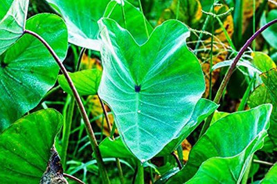 Aywal Taro Root,Kachu Seed(18 per packet)