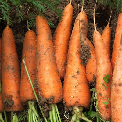 CYBEXIS Chihiro 6 inch Carrot Seeds2000 Seeds Seed(2000 per packet)