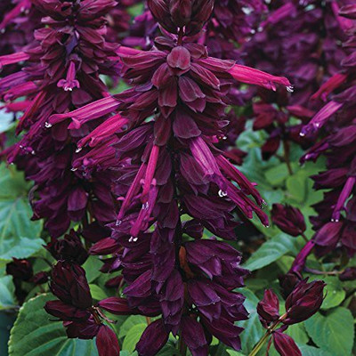 CYBEXIS SALVIA VISTA PURPLE HYBRID SEEDS Seed(1 g)