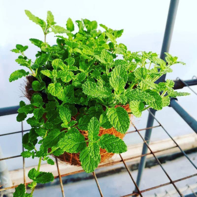 VibeX ® VMR-461 Strawberry Mint Seeds Seed(200 per packet)