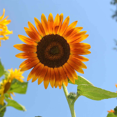 CYBEXIS NBIR-76 - Sunflower Red Sun - (1350 Seeds) Seed(1350 per packet)