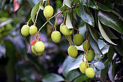Aro Litchi, Lichi, Lychee Seed(28 per packet)