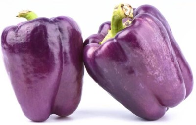 Lorvox HYBRID SEEDS CAPSICUM, Purple ColorSHIMLA MIRCH Seed(180 per packet)