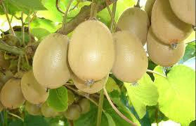 XOLDAA KIWI HYBRID F1 QUALITY FRUIT Seed(64 per packet)
