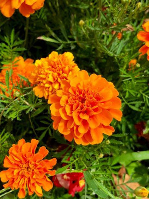 Patta gobi marigold/gende ka phool flower seeds Seed(75 per packet)
