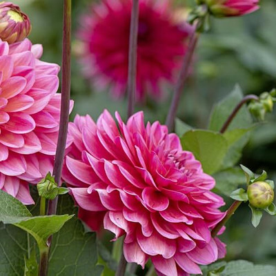 Lorvox Dahlia hybrid flower Seed(25 per packet)