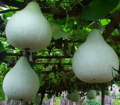 Aro Bottle Gourd round, Kaddu, Lauki Seed(67 per packet)