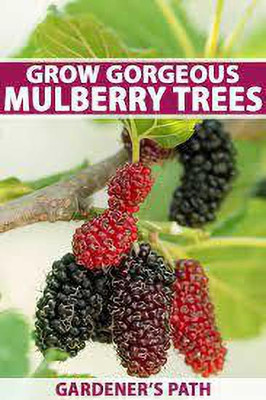 Oliver mulberry(shahatoot) fruit seeds Seed(237 per packet)