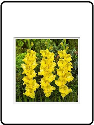 CRGO GLADIOULUS Seed(2 per packet)