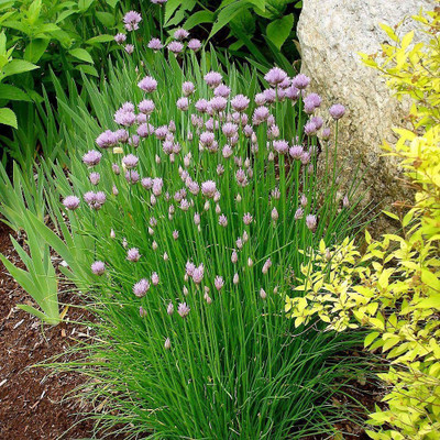 CYBEXIS LX-13 - Organic Chives - (2250 Seeds) Seed(2250 per packet)