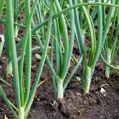 VibeX ® RXI-186 White Ebenzer Onion Seeds Seed(1000 per packet)