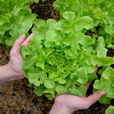 Aywal Lettuce Green Organic F1 Hybrid Seed(275 per packet)
