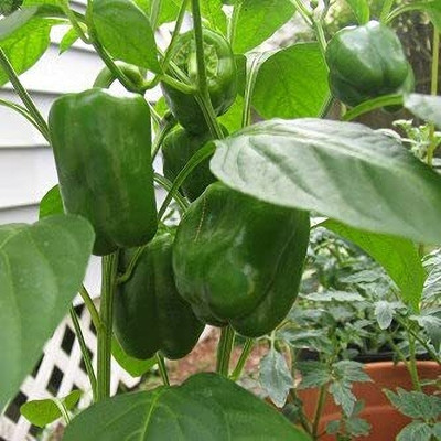 GREENSEA Capsicum Seed(80 per packet)