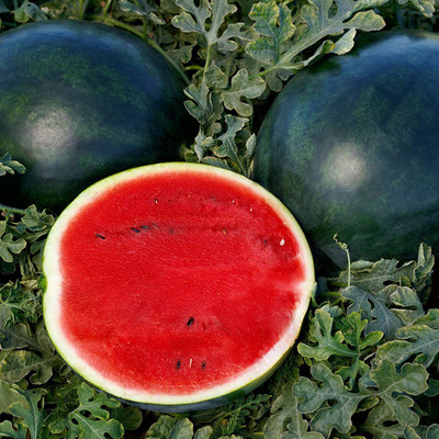 CYBEXIS PAU-62 - Watermelon Sweetie Pie Hybrid - (1350 Seeds) Seed(1350 per packet)