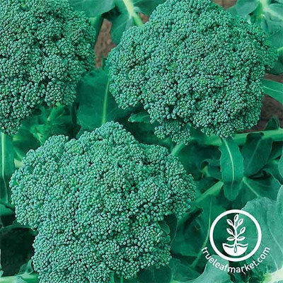 CYBEXIS Waltham 29 Broccoli2000 Seeds Seed(2000 per packet)