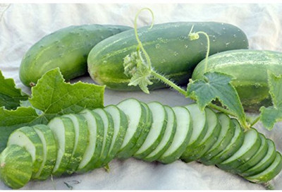 Quentova Cucumber Cross Country F1 Seed-HQ-6M Seed(300 per packet)