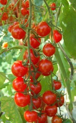 KNESSiN VXI-63 Cherry Tomato Seed(200 per packet)