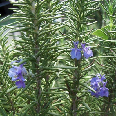 CYBEXIS VXI-36 - Blue Rosemary - (250 Seeds) Seed(250 per packet)