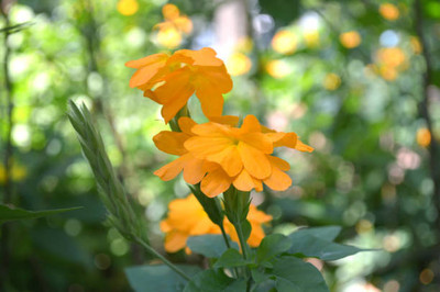 ZIXA kanakambaram-firecracker-crossandra Seed(29 per packet)