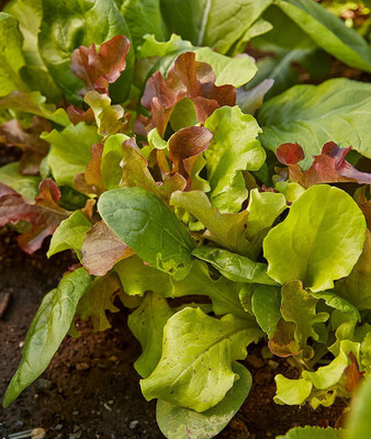 VibeX HUA-99 - Sweet Salad Mix Mesclun - (1350 Seeds) Seed(1350 per packet)