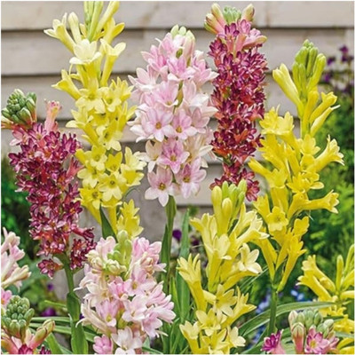 ibains Rajanigandha flower plant biij 24 Seed(24 per packet)