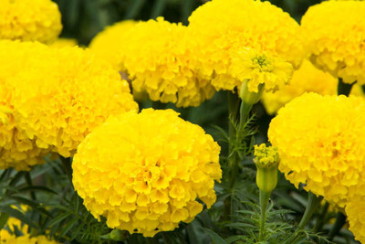 Aro marigold/gende ka phool flower seeds Seed(50 per packet)