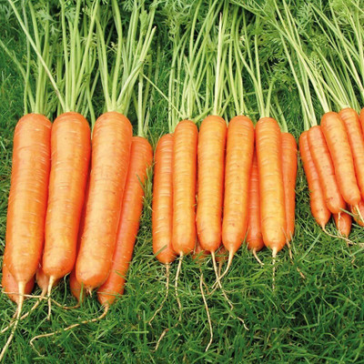 DROXTY GAJAR Seed(50 per packet)