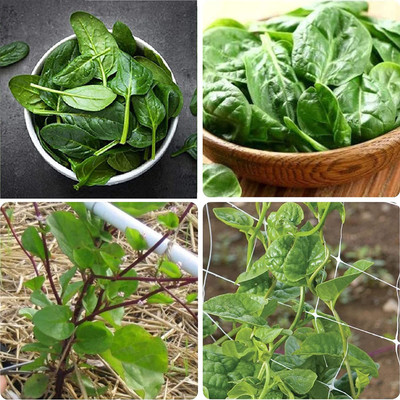 WILLVINE LX-281 Heat Tolerant Spinach 4 Varieties(Mix) Seed(500 per packet)