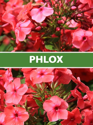 CEZIUS Phlox paniculata Flower Seed(50 per packet)
