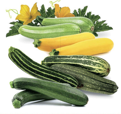 WILLVINE XL-320 Zucchini Courgette Squash Summer Mix Seed(100 per packet)