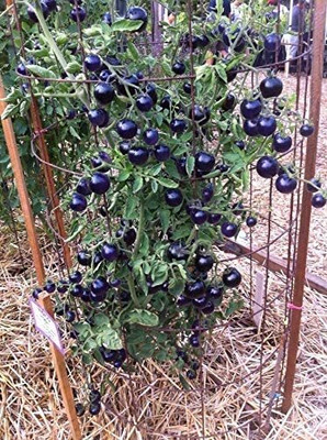 Aywal Vegetable - Black - Tomato Russian Seed(6000 per packet)