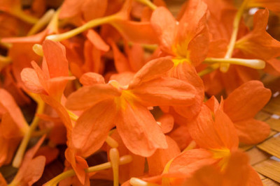 Haritadhara kanakambaram-firecracker-crossandra Seed(37 per packet)