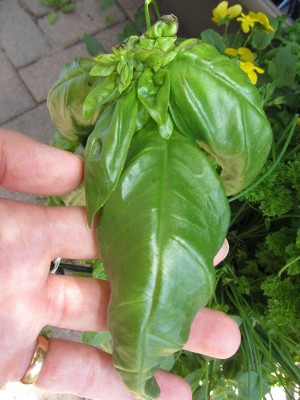 KNESSiN GIANT AFRICAN TREE BASIL 5hugeFRAGRANT-{800 Seeds} Seed(800 per packet)