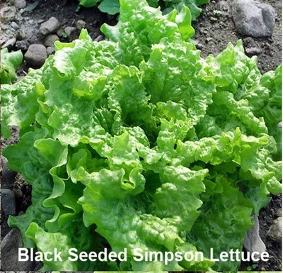 Qualtivate GBPT-3A Black Seeded Simpson Lettuce Seeds Seed(300 per packet)