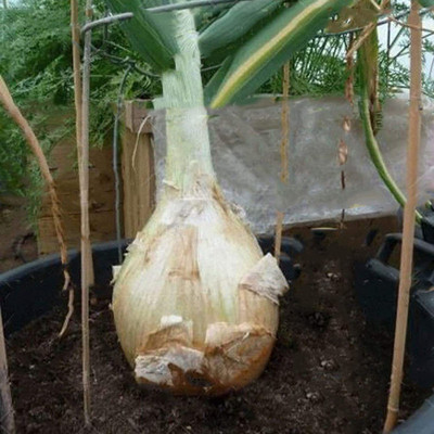 CYBEXIS Heirloom Vegetable Giant Onion Seed 1000 Seeds Seed(1000 per packet)