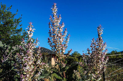 CYBEXIS ATS-33 - Clary Sage - (450 Seeds) Seed(450 per packet)