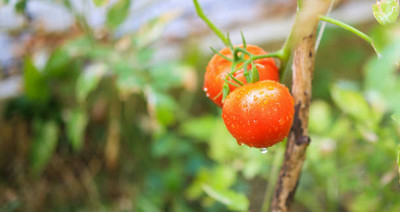 Tastism tomato Seed(140 per packet)