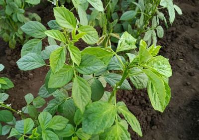 ASPEN Guar Phali | Gawar | Cluster Beans Seed(35 per packet)