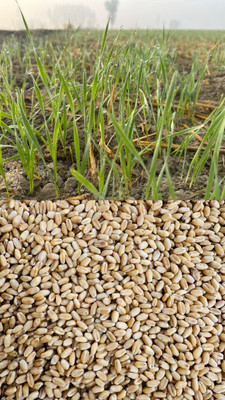 Sant Seeds LLP Wheat Seeds ( DBW 370 KARAN VADEHI ) For Sowing Farming & Agriculture Seed(100 per packet)