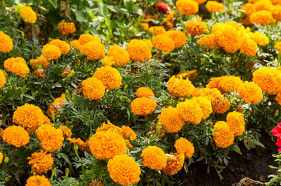 plantsworld marigold/gende ka phool flower seeds Seed(50 per packet)