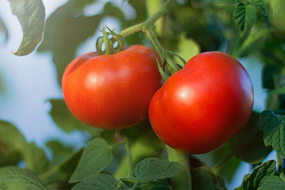 Sakuntala Hybrid Seeds tomato Seed(90 per packet)