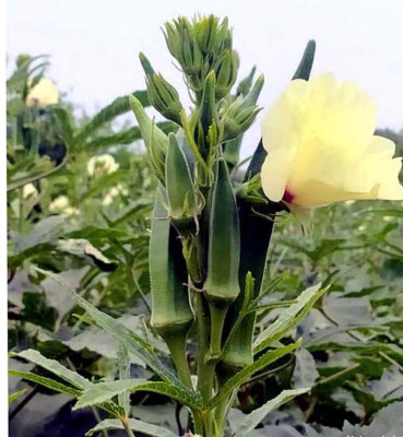 greenfarm NXC- Long Okra Seeds/ LadyFinger Seeds/ 120 X Seeds ,nkk14 Seed(120 per packet)