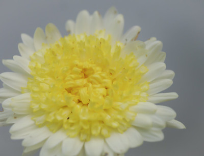 Quentova Chrysanthemum Flower-10F-NCS Seed(100 per packet)