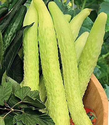 WILLVINE HUA-481 Long Chinese Cucumber White Seed(200 per packet)