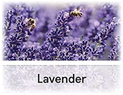CYBEXIS Lavender Flower Seeds100 Seeds Seed(100 per packet)
