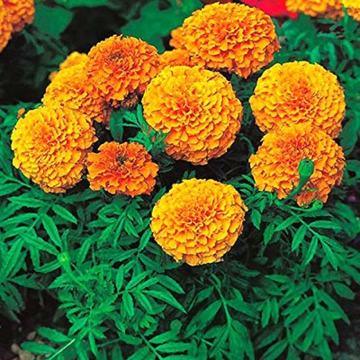 TRICONE Hybrid Orange Marigold Genda Flower Seeds 100 Beej M47 Seed(100 per packet)