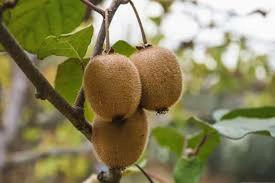 XOLDAA best quality kiwi fruit seeds Seed(53 per packet)